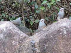 Hypsipetes amaurotis