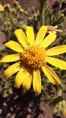 Senecio adenotrichius