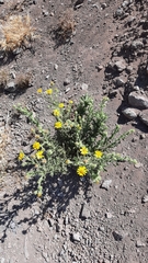 Senecio adenotrichius