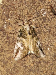 Prionofrontia strigata