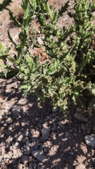 Senecio adenotrichius