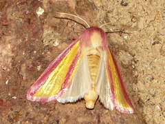 Masalia galatheae