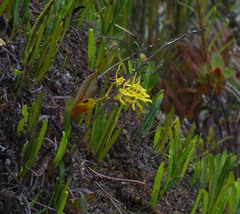 Cyrtochilum pardinum