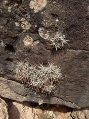 Tillandsia virescens