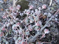 Sedum pacense