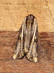 Anedhella rectiradiata