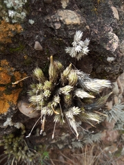 Tillandsia pedicellata