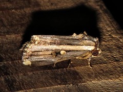 Anedhella rectiradiata