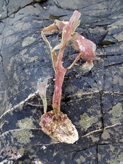 Cryptopleureae