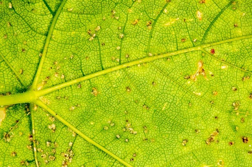 Sycamore Cherry Mite