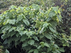 Sparrmannia