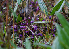 Gentianella rapunculoides