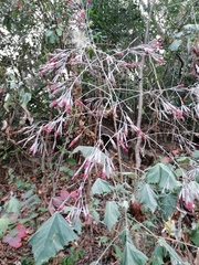 Onoseris onoseroides