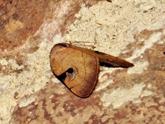 Oglasa nana