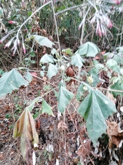 Onoseris onoseroides