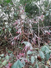 Onoseris onoseroides