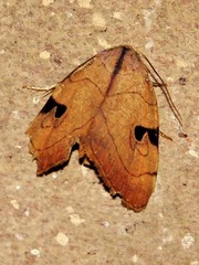 Oglasa nana