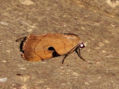 Oglasa nana
