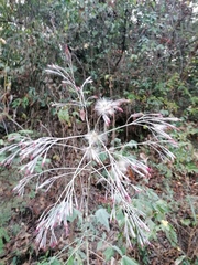 Onoseris onoseroides