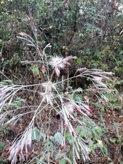 Onoseris onoseroides