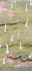 Coccomyxa