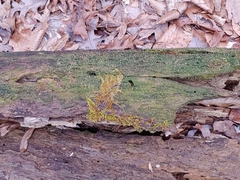 Coccomyxa