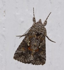 Syngrapha octoscripta