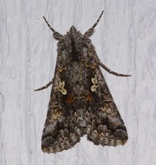 Syngrapha octoscripta