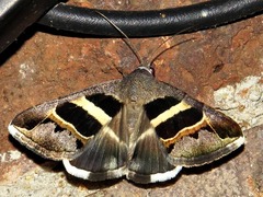 Grammodes exclusiva