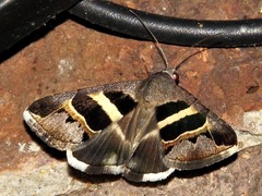 Grammodes exclusiva