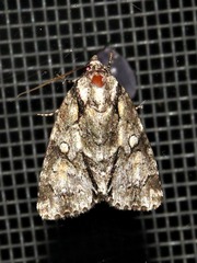 Acronicta transvalica
