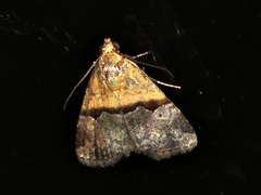 Pseudozarba bipartita