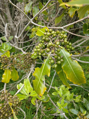 Pittosporum eugenioides