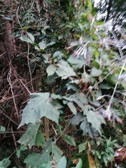 Onoseris onoseroides