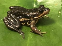 Lithobates virgatipes