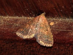 Cerynea thermesialis