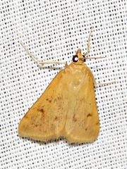 Achyra nudalis