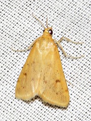Achyra nudalis