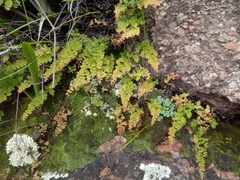 Adiantum orbignyanum
