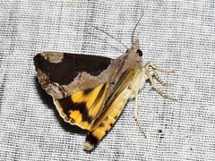 Hypocala rostrata