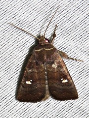 Caradrina tenebrata