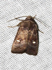 Caradrina tenebrata