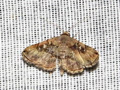 Rhesala moestalis