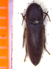 Protofarsus convexus