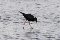 Himantopus novaezelandiae
