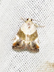 Hypercodia wheeleri