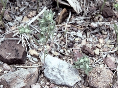 Stylocline intertexta