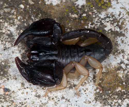 European Yellow-tailed Scorpion