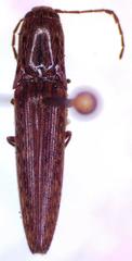 Psiloniscus sticticus