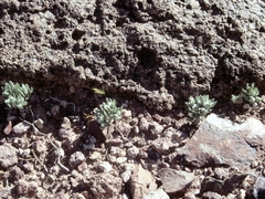 Stylocline intertexta